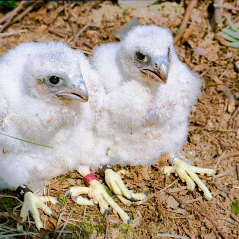 Wanderfalkenauswilderung in Deutschland