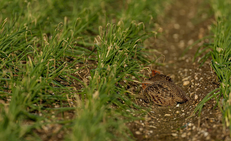 Foto: Frank Seifert